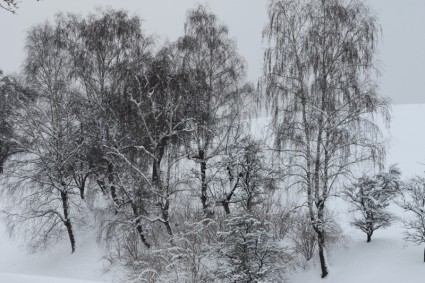 alberi d'inverno neve