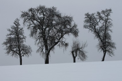 los árboles de invierno la nieve