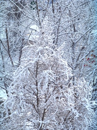 Zima zimowe krzewów zimowy sen