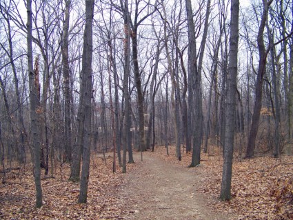 冬天的樹林