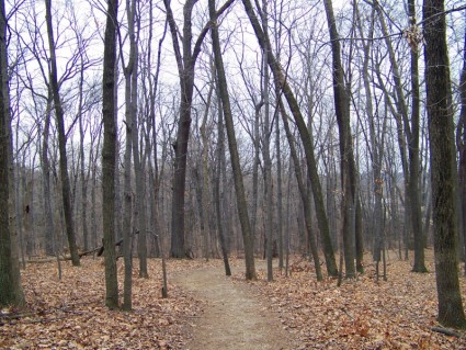 hutan musim dingin