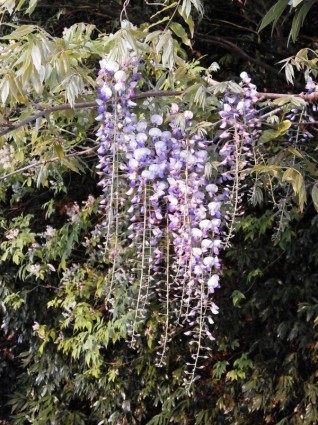 紫藤春季花朵樹林