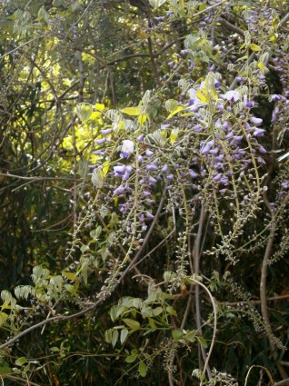 bosque de flores de primavera de glicínias