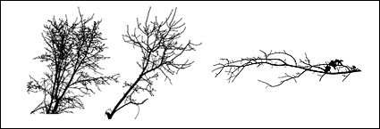 branches desséchés du matériau