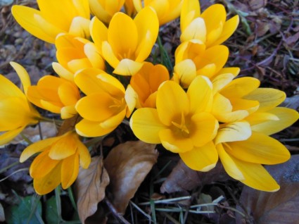 envoûtements crocus jaune flétrie feuillage de printemps