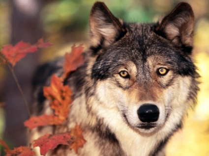 狼和秋天颜色壁纸狼动物