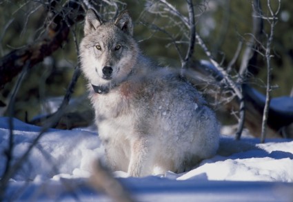 canis lupus イエローストーン国立公園をオオカミします。