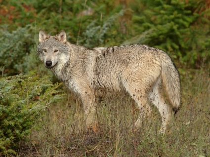 Wolf im clearing Montana Tapete Wölfe Tiere