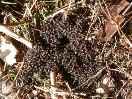 나무 개미 개미 빨간 나무 개미