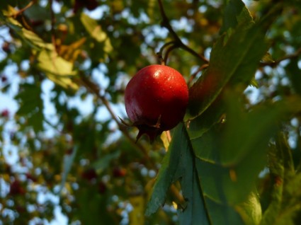 植物の木の果実