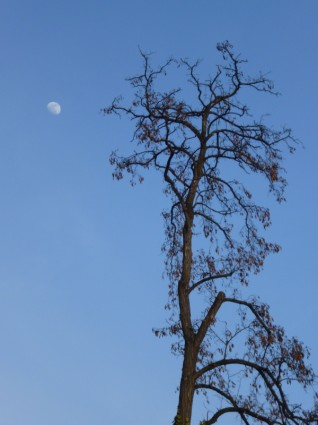 나무 달 파란