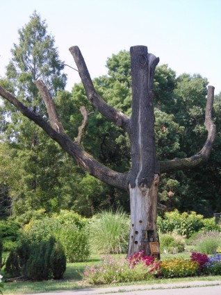 daño de árbol de madera de la naturaleza