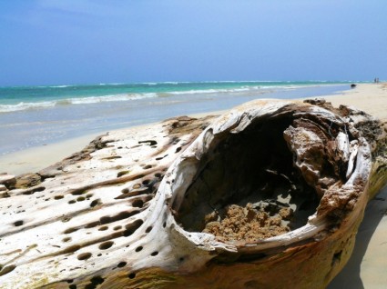 kayu di pantai