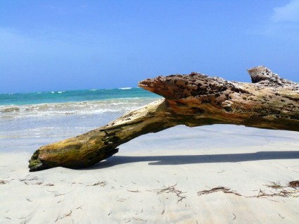 madeira na praia