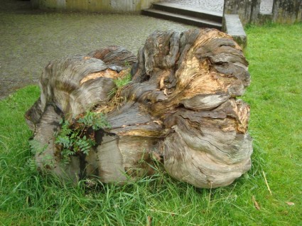 naturaleza de la madera de la raíz