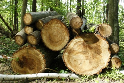 árbol de tronco de madera