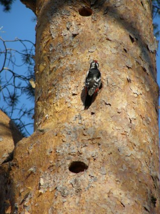 Woodpecker Bird Tree