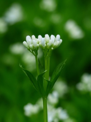 ウッドラフ白い花