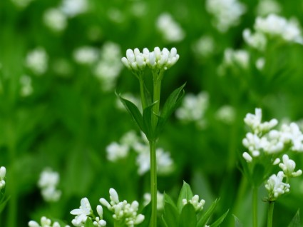 ウッドラフ白い花