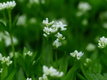 Woodruff hoa trắng