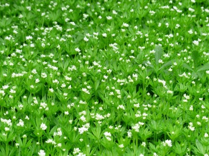Woodruff Flower White