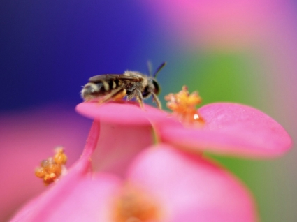 trabalhador abelha papel de parede flores natureza