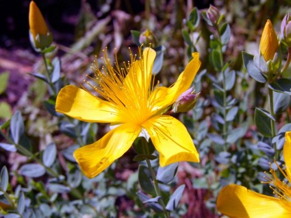 نبتة hypericum perforatum صفراء