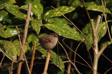 ミソサザイの鳥の自然