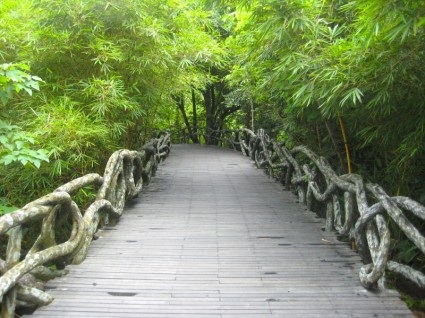 Parque de selva china
