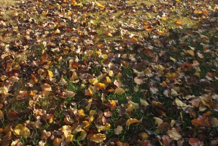 двор полный листьев