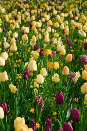 tulipani gialli e viola