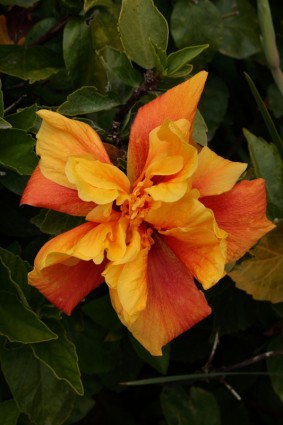 flor de hibisco amarelo e vermelho