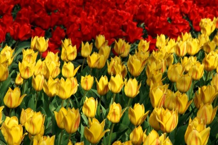 żółte i czerwone tulipany