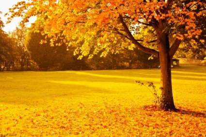 Желтая осень-Природа-Бесплатные фотографии Скачать бесплатно