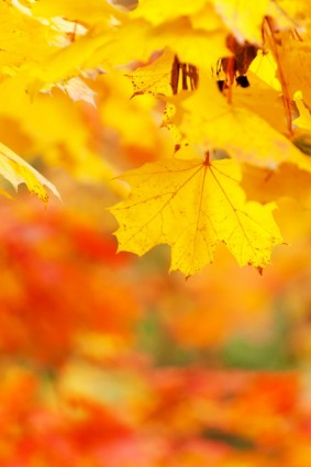 黄色秋天的树叶