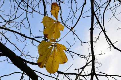 黃色秋天的樹葉