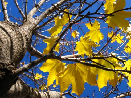żółty jesienny liść natura jesień tapety