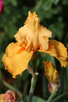 kuning bearded iris