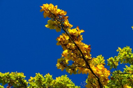 feuilles de hêtre jaune