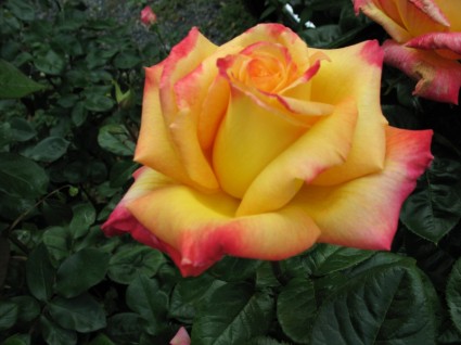 黃色混合玫瑰