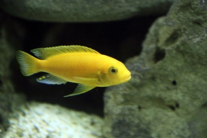 amarillo cichlid