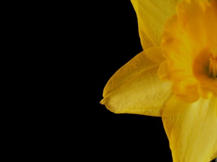 daffodil kuning