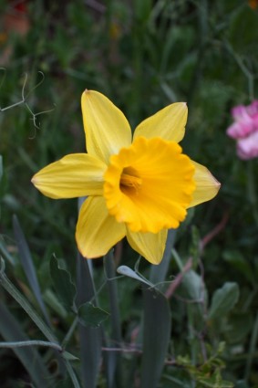 floración Narciso amarilla