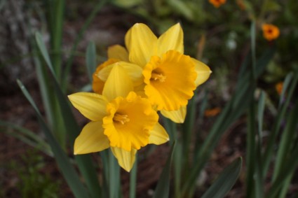 fioriture di narcisi gialle
