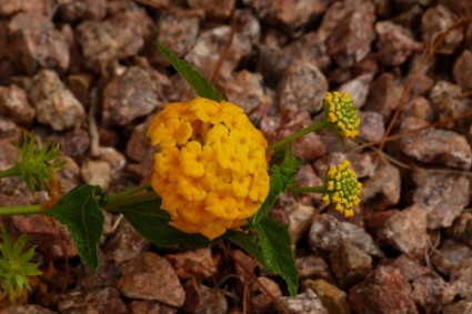 kuning bunga eksotis kuning bunga eksotis