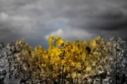 campo amarillo