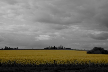 żółte pola