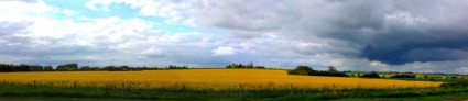 Желтое поле