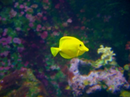 żółta ryba