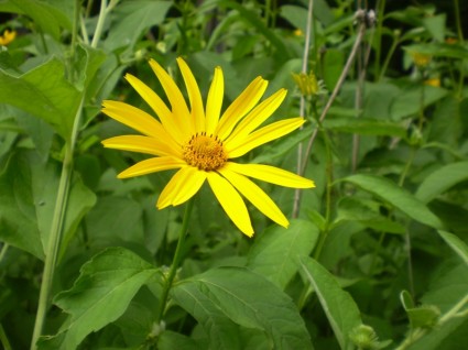 flor amarilla